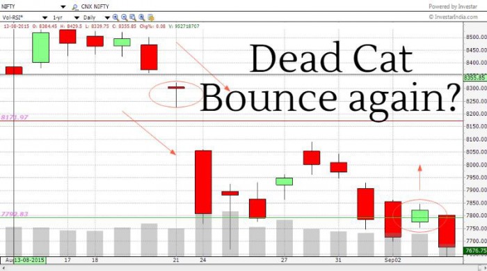 Market Bounces Back, Another dead cat Bounce? 1